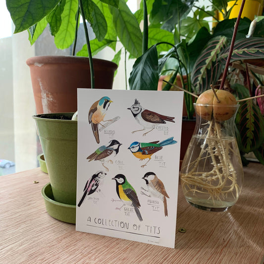 Collection of tits, bird watcher gift, illustrated postcard A6 / mini art print - Fernandes Makes