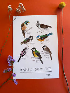 A Collection Of Tits Bird Print - Garden Bird Illustrated Home Decor, Animal Painting for Bird Lovers, Cute Nature Themed Wall Art - Fernandes Makes