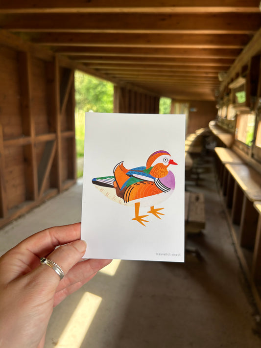 Mandarin Duck Postcard
