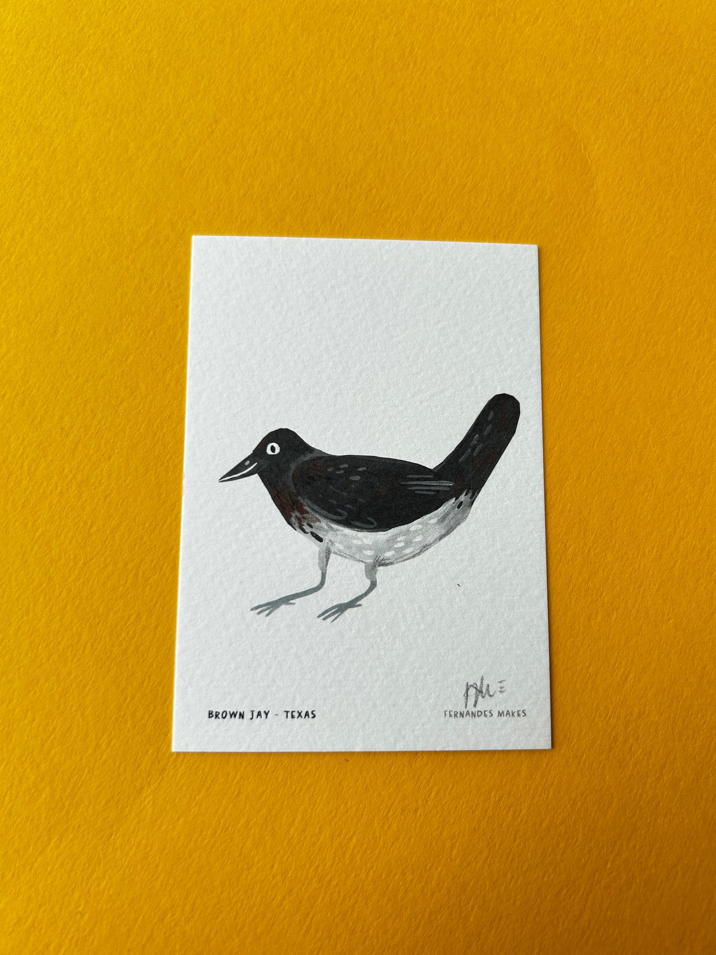 Brown Jay / Texas / World Birds Mini Print (A7)