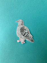 Pigeon Sticker
