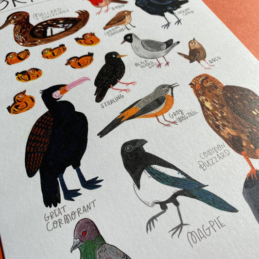 British Birds - Art Print