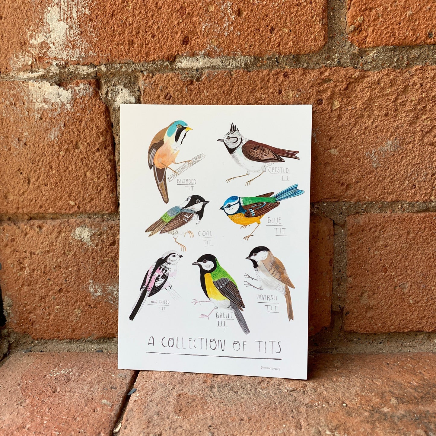 Collection of tits, bird watcher gift, illustrated postcard A6 / mini art print - Fernandes Makes