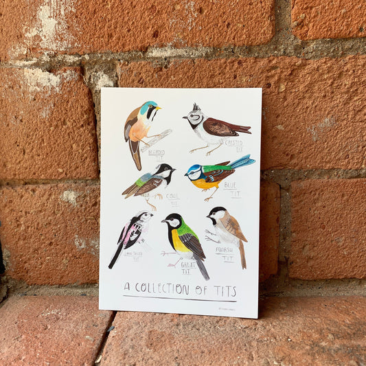Collection of tits, bird watcher gift, illustrated postcard A6 / mini art print - Fernandes Makes